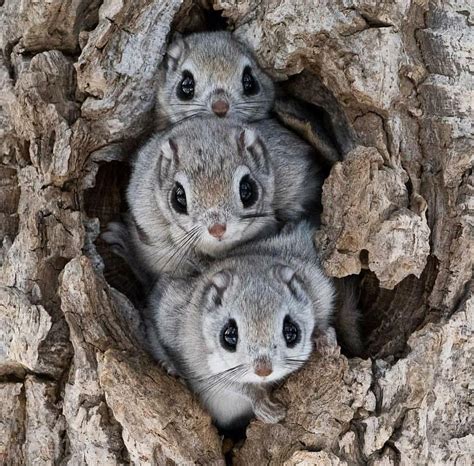 A trio of flying squirrels nestled in a tree : aww