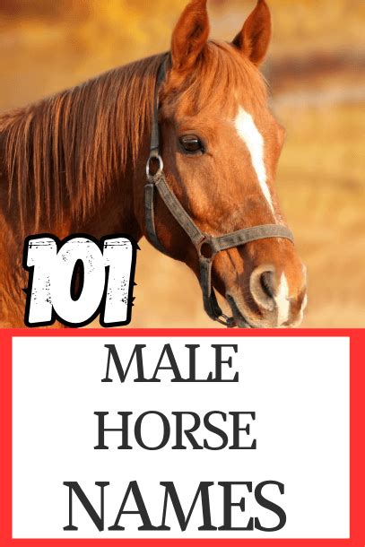 101 Unique Male Horse Names for Geldings and Stallions