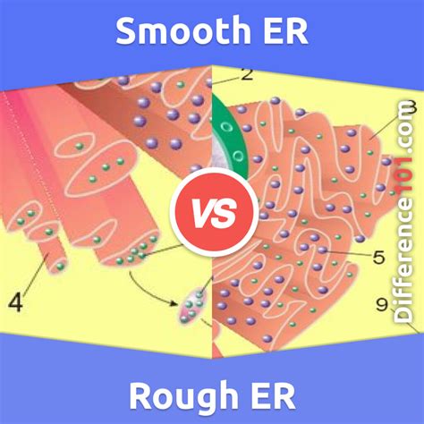 Smooth vs. Rough Endoplasmic Reticulum: 6 Key Differences, Structure ...