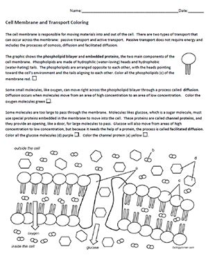 Cell Membrane Coloring Worksheet Honors Biology | Coloring Worksheets