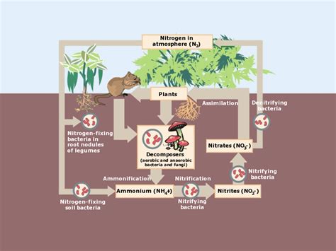 Ammonification Nitrogen Cycle