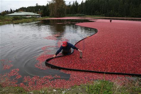 Harvest at cranberry farm in Pitt Meadows - Anadolu Ajansı