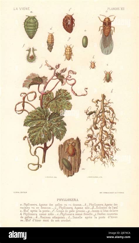 Phylloxera. Grapevine diseases. Wine 1901 old antique vintage print picture Stock Photo - Alamy