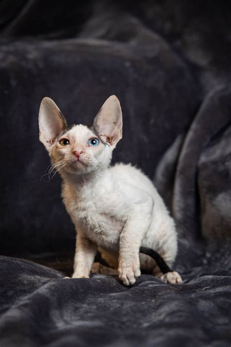 Cornish Rex Kittens for Sale, Makin Waves Rex, Cornish Rex Minnesota