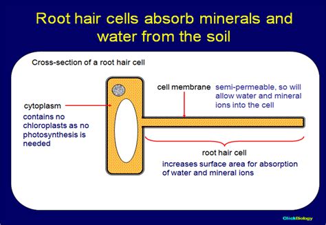 sophia's bio ejournal: Cellular Homeostasis