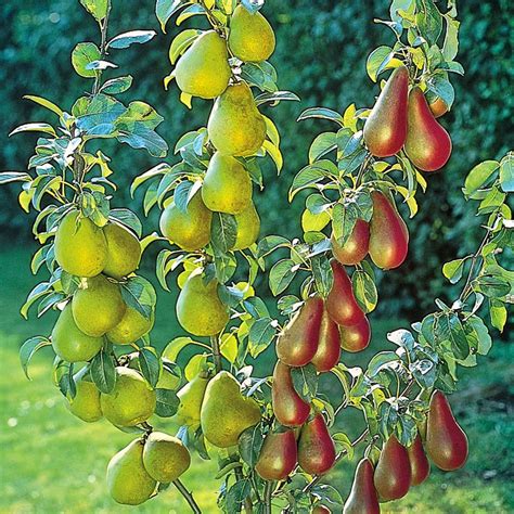 The best dwarf fruit trees to grow in pots #Fruit_Gardening - My ...