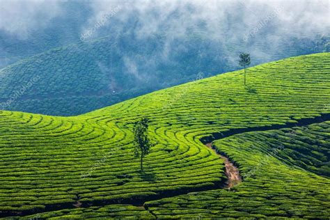 Green tea plantations in Munnar, Kerala, India — Stock Photo © DmitryRukhlenko #44919069