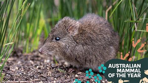 Long-nosed potoroo: putting the “oooo!” in potoroo