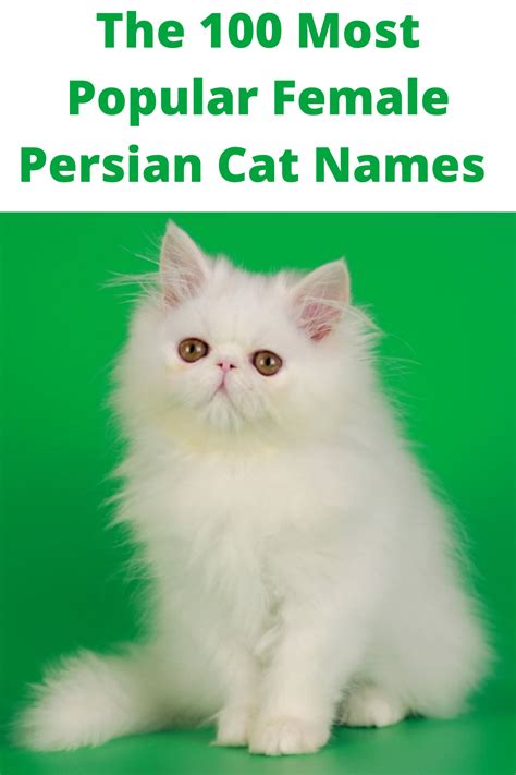 Top Persian Cat Names For Male Female Kitties Cat Breeds | My XXX Hot Girl