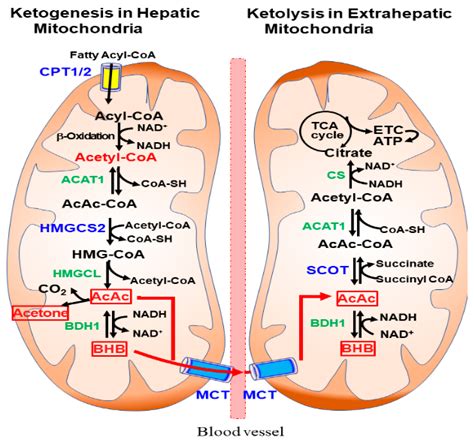 Nutrients | Free Full-Text | Molecular Mechanisms for Ketone Body ...