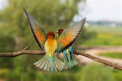 11 Most Beautiful Birds in the World