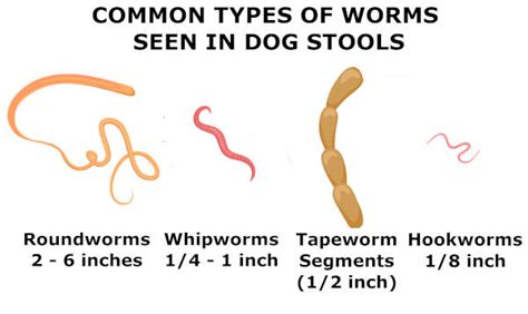 Pictures of Worms in Dog Poop - with Veterinarian Comments