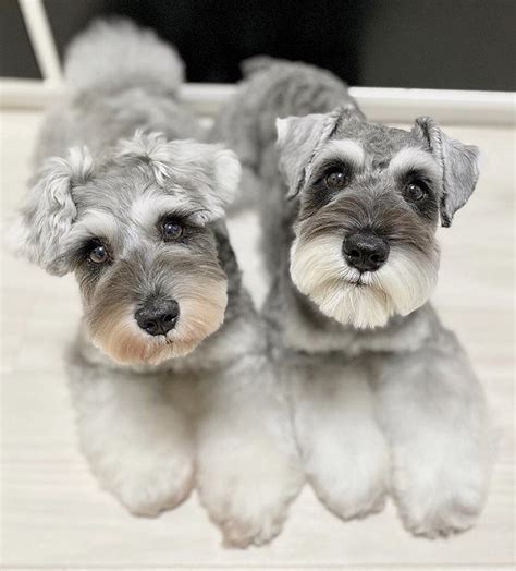 Mini Schnauzers (Japanese haircut style) | Dog grooming, Schnauzer ...