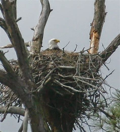 Nature Happenings with Dennis Waters: Eagle Nest Watch