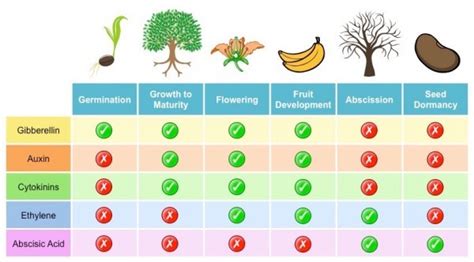 Growth and Plant Hormones - Biology Online Tutorial