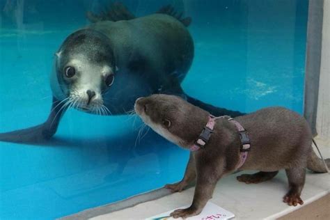 Cute Animals: Sea doggo and river doggo