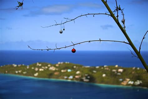 Christmas in the Caribbean Photograph by Matt Hooper - Pixels