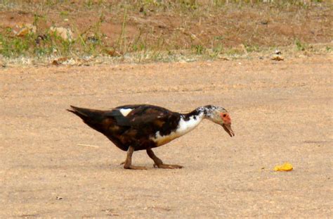 Friendly Neighbourhood Birders: 30. Birds of Ghana