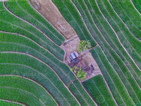 Aerial view of green rice terraces in Indonesia 21589022 Stock Photo at Vecteezy