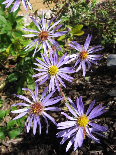 Asters – December 2016 Wildflower of the Month - John Clayton