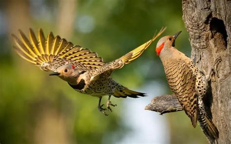 Woodpeckers in Wisconsin: 10 Midwestern Species - Bird Guidance