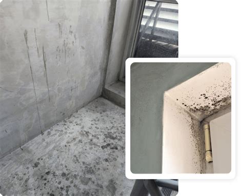 Basement Mold Remediation | Basement Mold Prevention - The Restoration ...