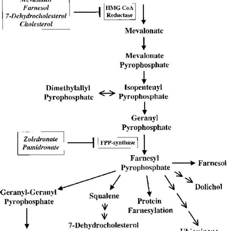 The mevalonate pathway showing relevant mevalonate pathway enzymes... | Download Scientific Diagram