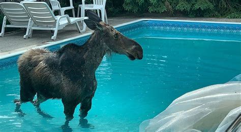 Homeowner Films Moose Swimming In Backyard Pool