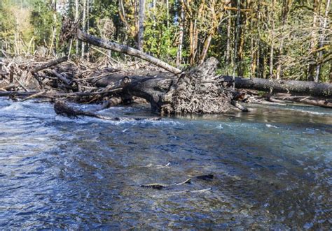 Chinook Salmon Habitat in Washington State