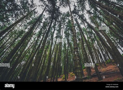 Vagamon pine forest hi-res stock photography and images - Alamy