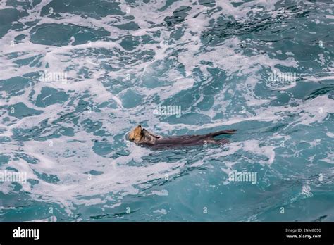 Sea otter eating hi-res stock photography and images - Alamy