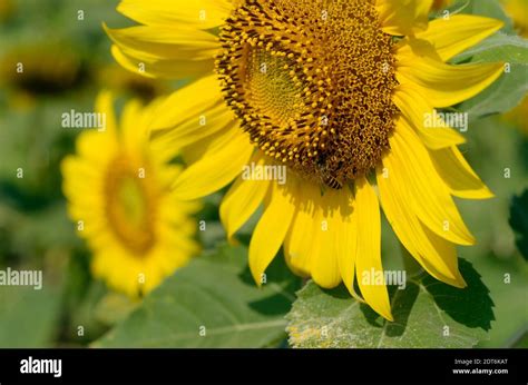 Sunflower field sunflower fields lopburi hi-res stock photography and images - Alamy