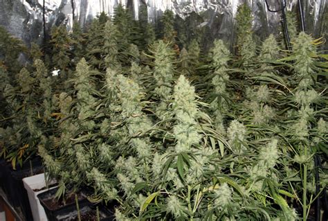 How to Grow Auto-Flowering Marijuana?