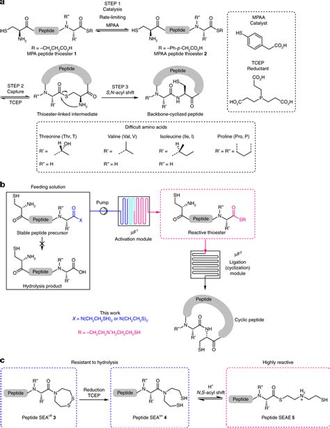 Cyclic peptide synthesis using NCL and its implementation under ...