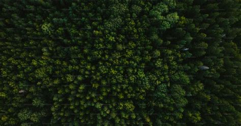 An aerial view of a green forest with lots of trees photo – Wallpapera ...