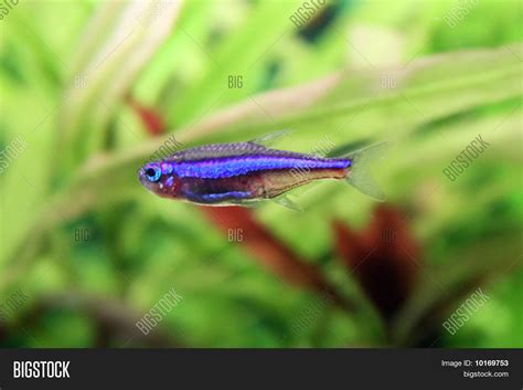 Blue Tetra Neon Image & Photo (Free Trial) | Bigstock