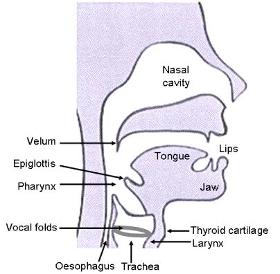 Voice Acoustics: an introduction to the science of speech and singing