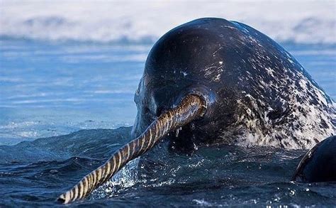 A rare narwhal | Ocean creatures, Whale, Animals