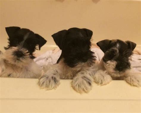 2 AKC Miniature Schnauzer Parti Puppies Ready for New Homes for Sale in Gig Harbor, Washington ...