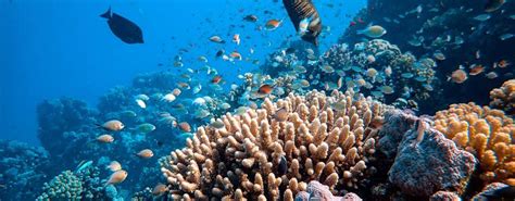 Coral Reefs: Strategies for Ecosystems on the Edge | International Institute for Sustainable ...