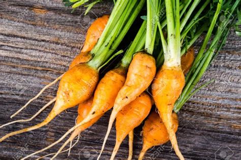 Carrot Varieties: What Are the Most Popular Varieties of Carrot ...