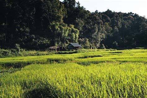 Premium Photo | Rice field ,aerial view of rice fields