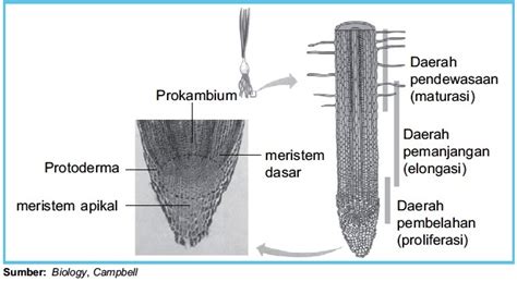 Struktur dan Fungsi Jaringan Meristem Primer pada Tumbuhan