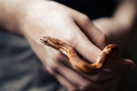 Corn Snake in Hands Free Stock Photo | picjumbo