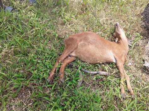 Dead animals confuse Cedros residents - Trinidad Guardian