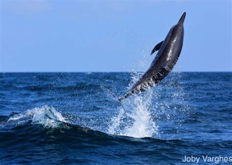 Dolphin & Whales Watching, Kalpitiya on the map of Sri Lanka, photo, price