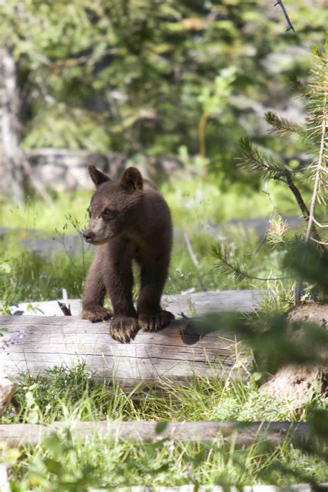 BabyBear | Jackson Hole Wildlife Safaris | Jackson Hole Wildlife Safaris