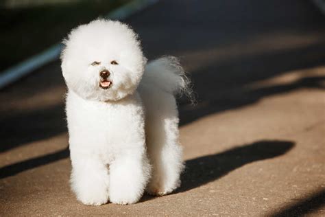 Bichon Poodle: Get to know the ultimate lovable teddy dog - K9 Web