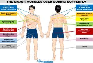 The major muscles used during butterfly - EatSleepSwimCoach