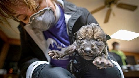 9 Critically Endangered Mexican Gray Wolf Pups Born In Captivity Will ...